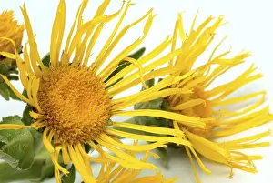 Elecampane Flower Drucke: Flower of elecampane, Inula helenium