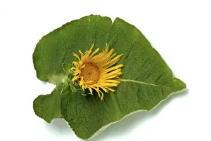 Elecampane Flower Drucke: Flower of elecampane, Inula helenium
