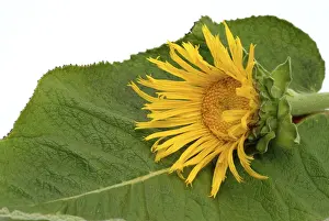 Elecampane Flower Drucke: Flower of elecampane, Inula helenium
