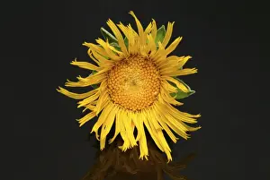 Elecampane Flower Drucke: Flower of elecampane, Inula helenium
