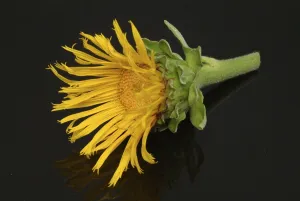 Elecampane Flower Drucke: Flower of elecampane, Inula helenium
