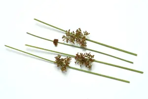 Plain Colored Background Flowers Drucke: Flower of the fluttering rush (Juncus effusus) or fluttering rush