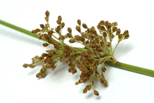 Juncus Effusus Medicinal Plant Drucke: Flower of the fluttering rush (Juncus effusus) or fluttering rush