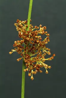 Juncus Effusus Medicinal Plant Drucke: Flower of the fluttering rush (Juncus effusus) or fluttering rush