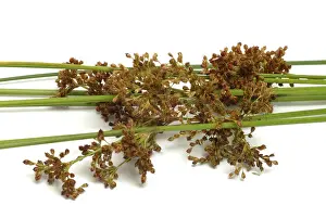 Medicinal Plant Image Drucke: Flower of the fluttering rush (Juncus effusus) or fluttering rush