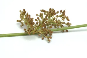 Juncus Effusus Medicinal Plant Drucke: Flower of the fluttering rush (Juncus effusus) or fluttering rush