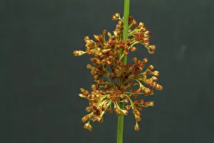 Plain Background Flowers Drucke: Flower of the fluttering rush (Juncus effusus) or fluttering rush