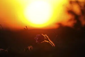 Pulsatilla Vulgaris Drucke: A flower in front of a glowing sunset