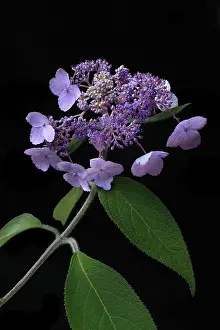 Hydrangeaceae Family Plants Drucke: Flower of a Hydrangea (Hydrangea), Germany