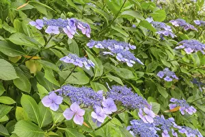 Hydrangeaceae Plant Drucke: Flower of the Hydrangea serrata