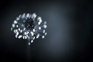 Nature Inflorescence Europe Drucke: Flower against a light background