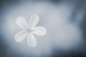 Bavaria Germany Flower Drucke: Flower against a light background