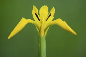 Open Air Flower Photography Drucke: Flower of the marsh iris (Iris pseudacorus)