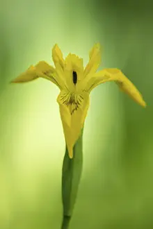 Yellow Iris Blossom Drucke: Flower of the marsh iris (Iris pseudacorus)