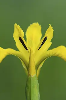 Yellow Iris Blossom Drucke: Flower of the marsh iris (Iris pseudacorus)