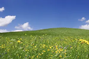 Flower Meadow Drucke: Flower meadow