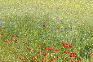 Nature Backgrounds Drucke: Flower meadow