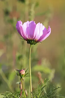 Flowering Meadow Scene Drucke: Flower meadow
