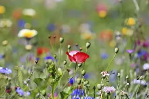 Red Poppy Field Drucke: Flower meadow