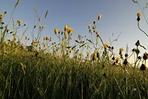 Lower Franconia Nature Scene Drucke: Flower meadow in spring in evening light