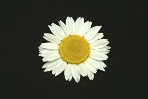 Nature Flora Photography Drucke: Flower of pellitory (Anacyclus pyrethrum)