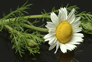 Asteraceae Inflorescence Drucke: Flower of pellitory (Anacyclus pyrethrum)