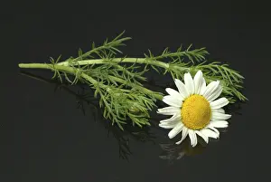 Asteraceae Inflorescence Drucke: Flower of pellitory (Anacyclus pyrethrum)