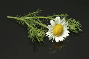 Marigold Blossom Drucke: Flower of pellitory (Anacyclus pyrethrum)