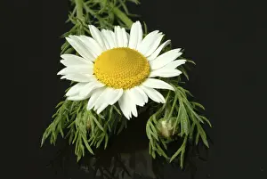 Medicinal Herb Images Drucke: Flower of pellitory (Anacyclus pyrethrum)