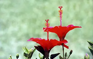 Close Up Flower Pictures Drucke: Flower red bloom