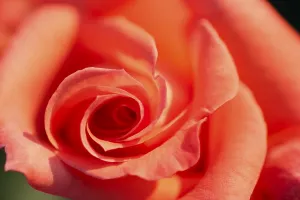Deserted Rose Blossom Drucke: Flower of rose