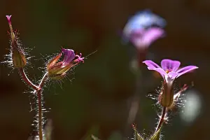 Southern Germany Flowers Drucke: Flower of Ruprechtskraut (Geranium robertianum)