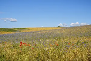 Raw Material Extraction Site Drucke: Flower strips in the cornfield