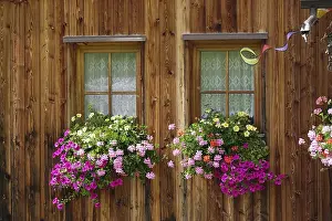 Dolomites Mountain Scenery Drucke: Flower windows in the Alps