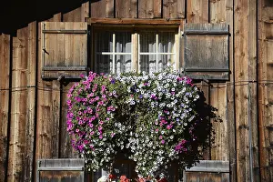 Alpine Landscape Photography Drucke: Flower windows in the Alps