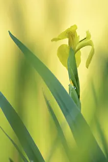 Central Europe Botanical Images Drucke: Flower of a Yellow Iris (Iris pseudacorus)