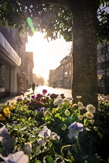 Morning Light In Southern Germany Drucke: Flowerbed in the city with backlight behind a tree
