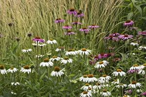 Rhineland Palatinate Drucke: Flowerbed with coneflowers (Echinacea)