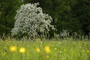 Flowering Apple Tree Drucke: Flowering apple tree in full bloom in spring