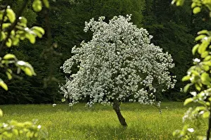 Flowering Apple Tree Drucke: Flowering apple tree in full bloom in spring