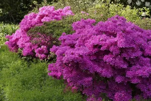 Flowering Heath Family Plants Drucke: Flowering azalea, spring, Germany