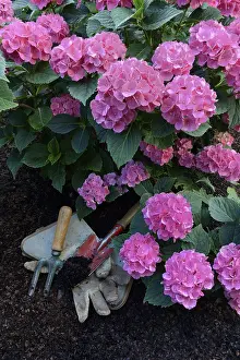 Hydrangeaceae Plant Drucke: Flowering bigleaf hydrangea (Hydrangea macrophylla) and garden tools