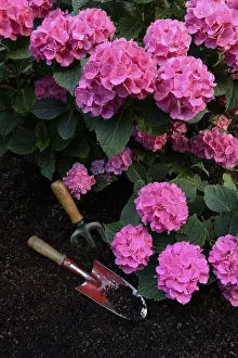 Hydrangeaceae Family Drucke: Flowering bigleaf hydrangea (Hydrangea macrophylla) and garden tools
