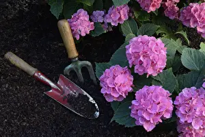 Outdoor Gardening Tools Drucke: Flowering bigleaf hydrangea (Hydrangea macrophylla) and garden tools