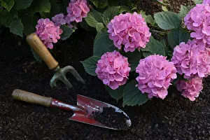 Outdoor Gardening Tools Drucke: Flowering bigleaf hydrangea (Hydrangea macrophylla) and garden tools