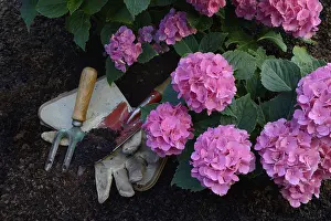 Hydrangeaceae Plant Drucke: Flowering bigleaf hydrangea (Hydrangea macrophylla) and garden tools
