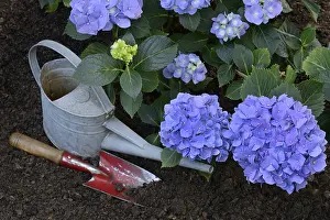 Hydrangea Macrophylla Drucke: Flowering blue hydrangea (Hydrangea macrophylla) with garden tools
