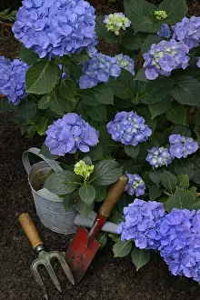 Summer Garden Flowers Drucke: Flowering blue hydrangea (Hydrangea macrophylla) with garden tools