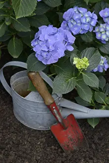 Gardening Tools Drucke: Flowering blue hydrangea (Hydrangea macrophylla) with garden tools