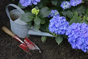 Deserted Flower Garden Scene Drucke: Flowering blue hydrangea (Hydrangea macrophylla) with garden tools